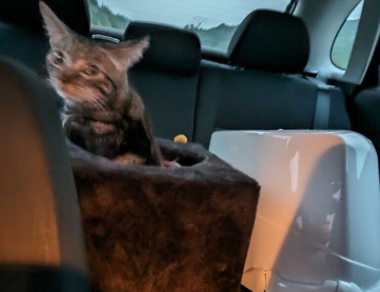 benefits of immorpos35.3 software