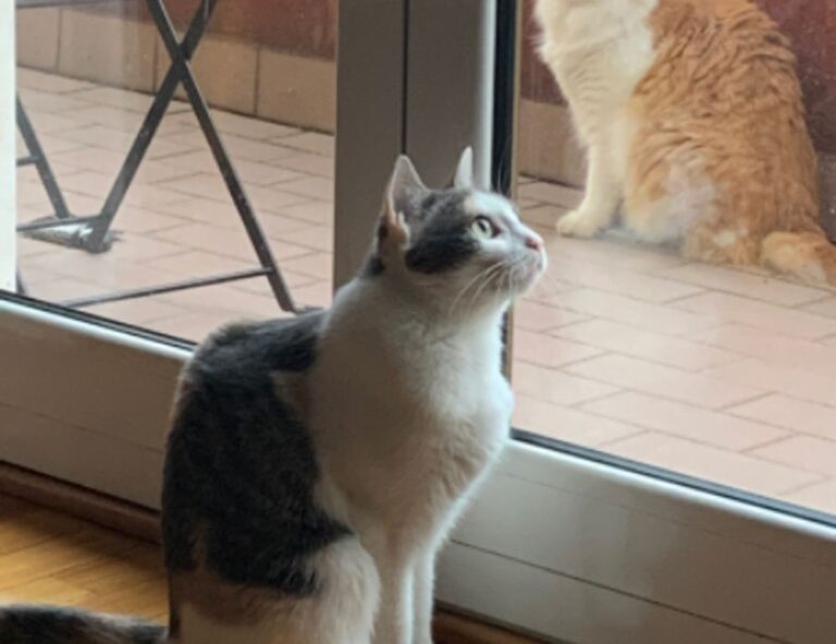 does felmusgano contain milk