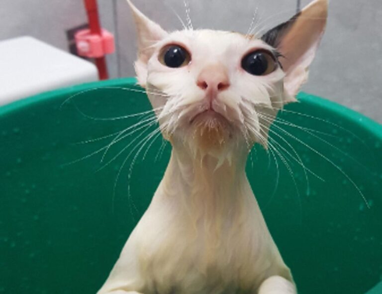 gaming vivid2201 patches