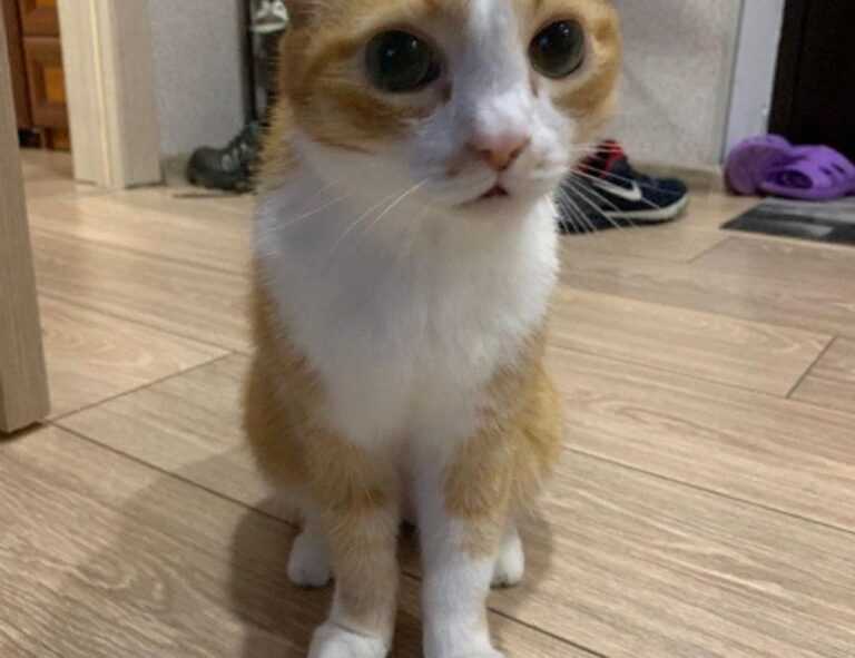 tgageeks gaming news