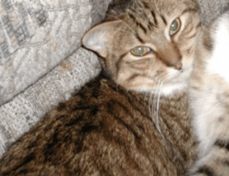 tgageeks gaming updates by thegamearchives