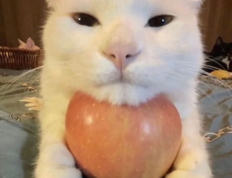 upgrade oxzep7 python