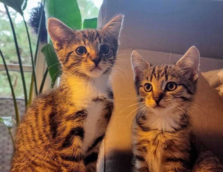 ustudiobytes release version