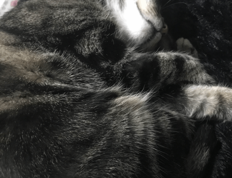 ways to use uhoebeans software