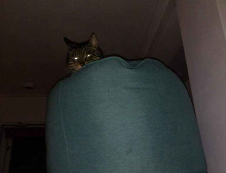 what is honzava5 online games