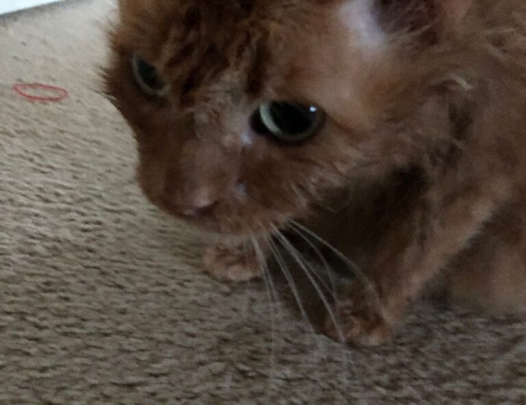 when is ustudiobytes going to be live