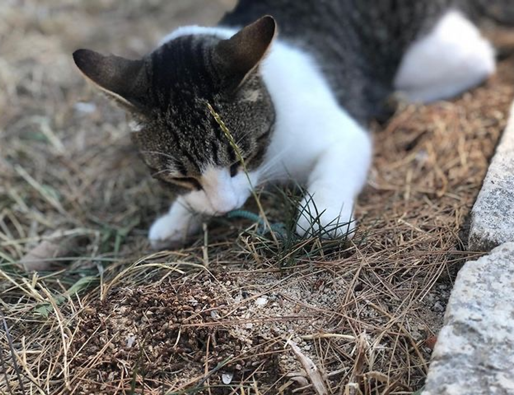 what is immorpos35.3 software