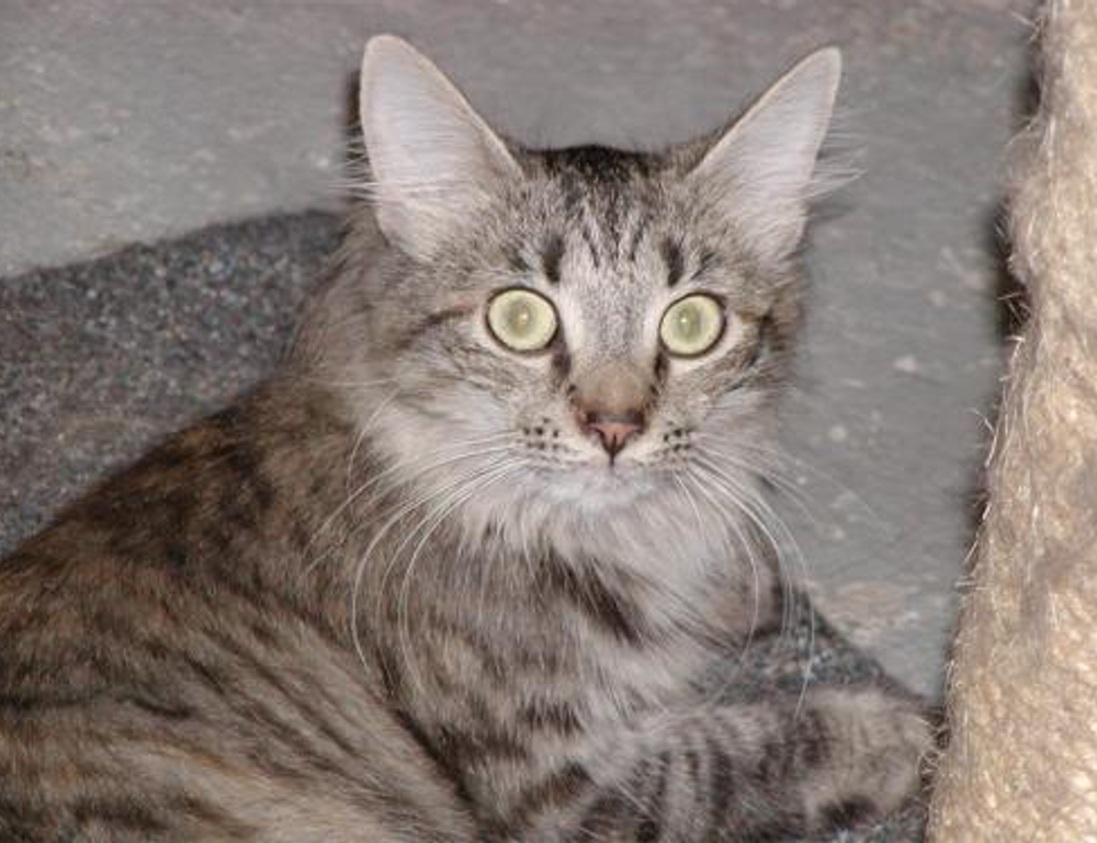why are tuzialadu hotel comforters so fluffy