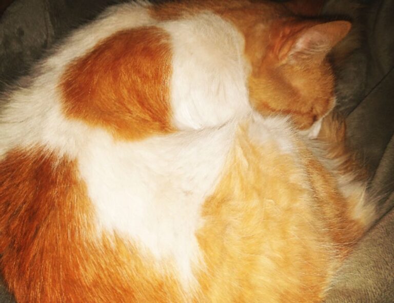 why genboostermark software is so popular