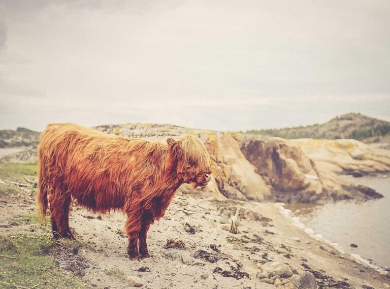 al-taawon - al nassr opstellingen